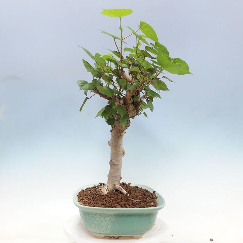 Szoba bonsai - Hibiscus tiliaceus - Sea Hibiscus + könyv SUISEKI Free