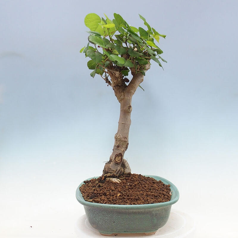 Szoba bonsai - Hibiscus tiliaceus - Sea Hibiscus + könyv SUISEKI Free