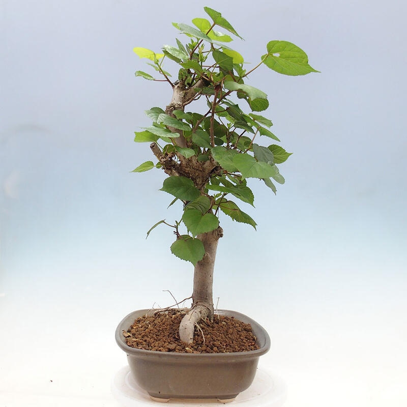 Szoba bonsai - Hibiscus tiliaceus - Sea Hibiscus + könyv SUISEKI Free