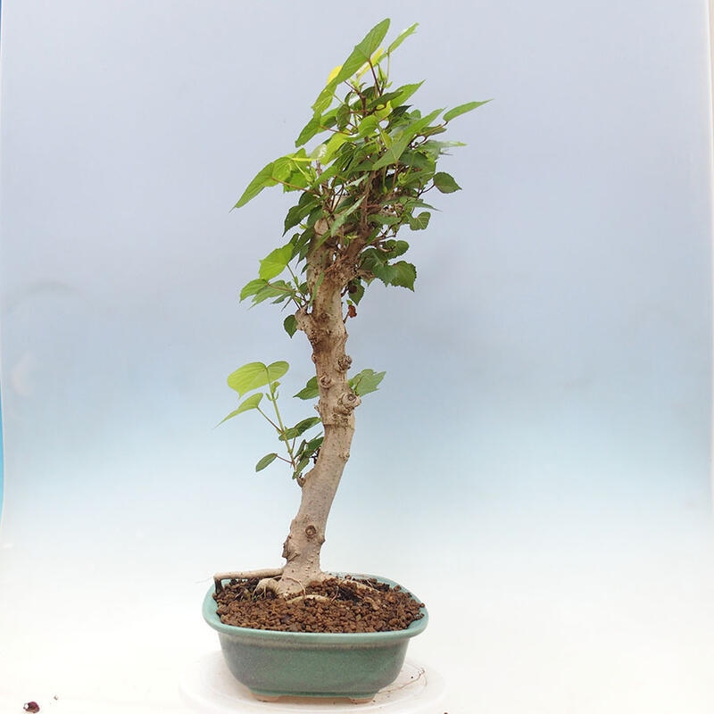 Szoba bonsai - Hibiscus tiliaceus - Sea Hibiscus + könyv SUISEKI Free