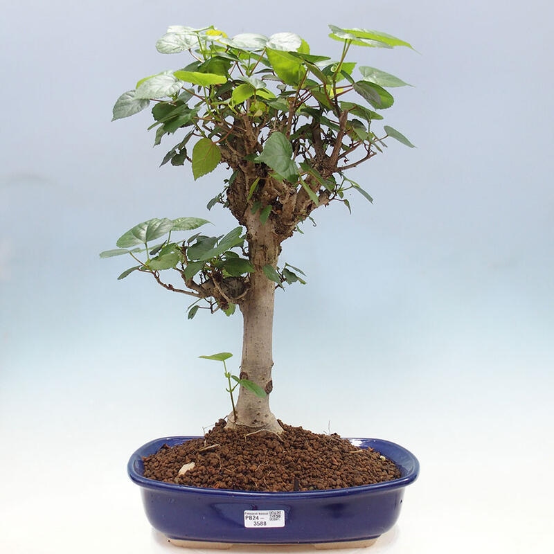 Szoba bonsai - Hibiscus tiliaceus - Sea Hibiscus + könyv SUISEKI Free