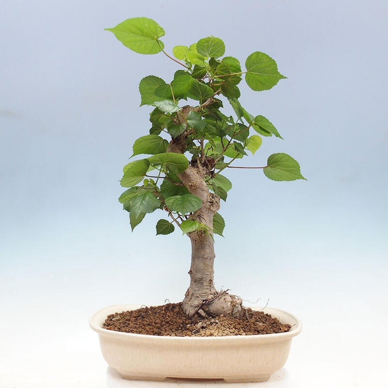 Szoba bonsai - Hibiscus tiliaceus - Sea Hibiscus + könyv SUISEKI Free