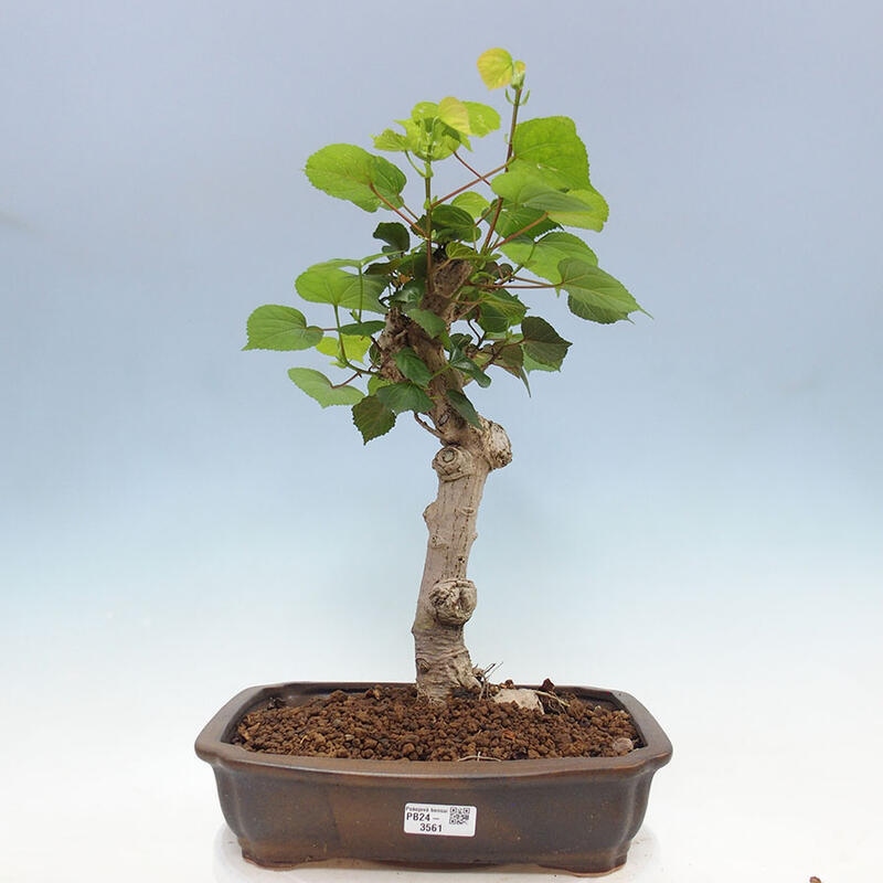 Szoba bonsai - Hibiscus tiliaceus - Sea Hibiscus + könyv SUISEKI Free