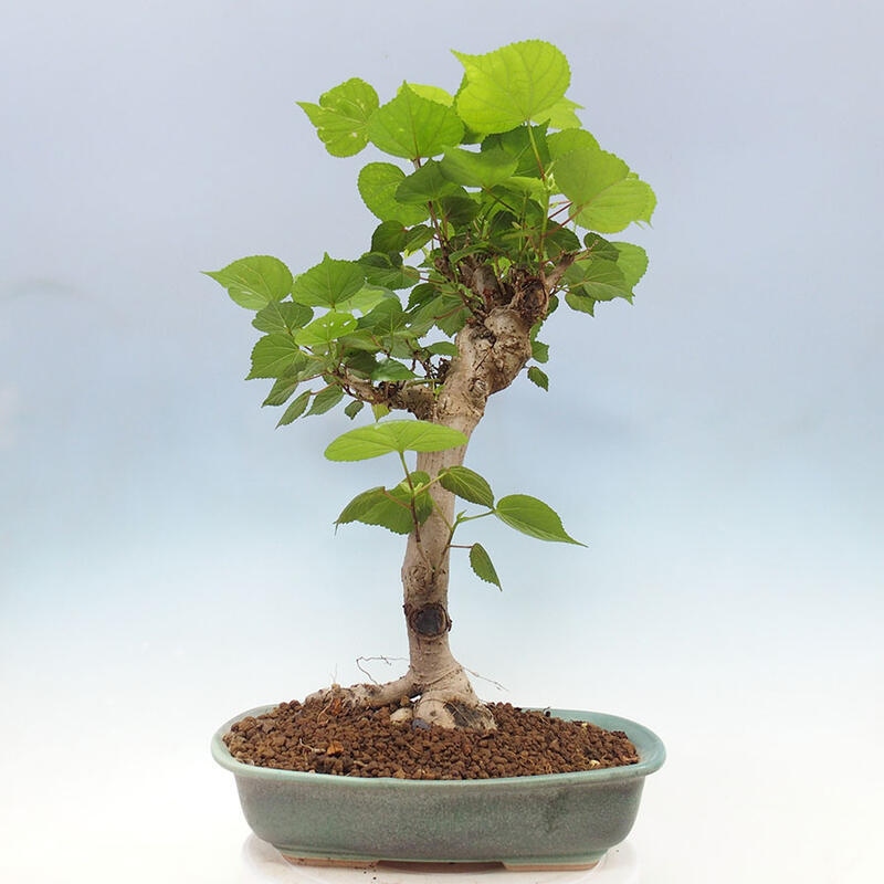 Szoba bonsai - Hibiscus tiliaceus - Sea Hibiscus + könyv SUISEKI Free