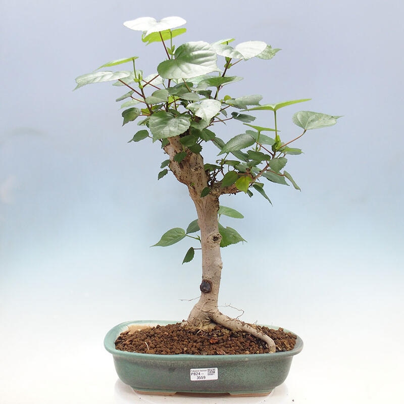 Szoba bonsai - Hibiscus tiliaceus - Sea Hibiscus + könyv SUISEKI Free