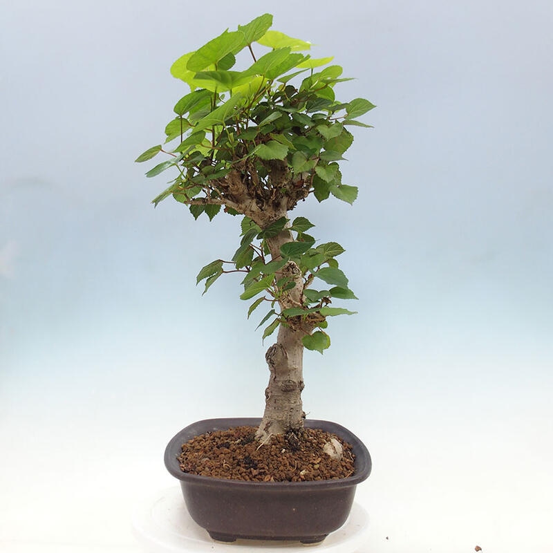 Szoba bonsai - Hibiscus tiliaceus - Sea Hibiscus + könyv SUISEKI Free