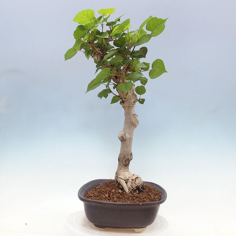 Szoba bonsai - Hibiscus tiliaceus - Sea Hibiscus + könyv SUISEKI Free