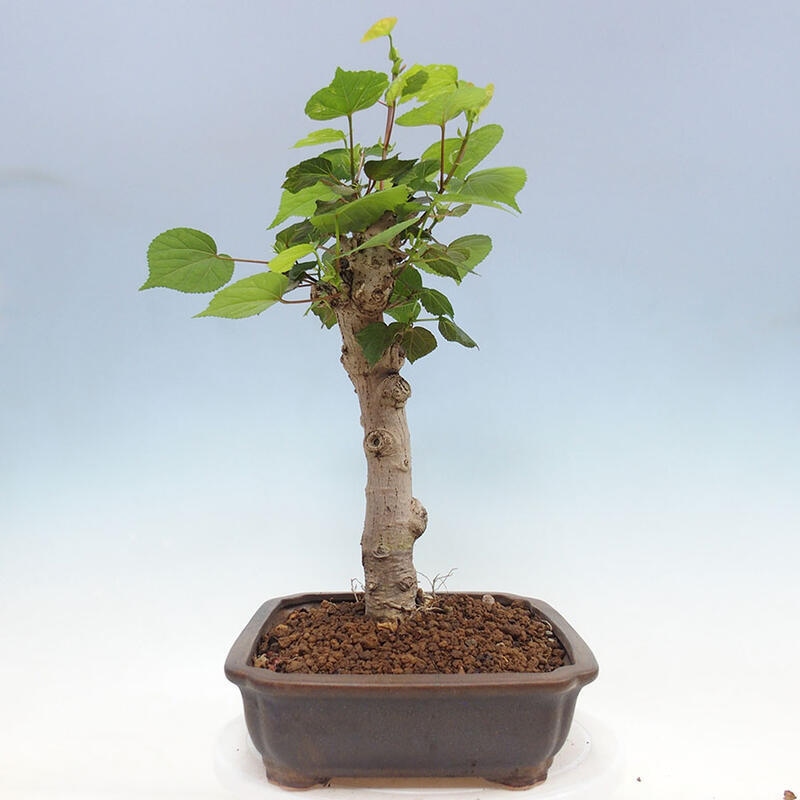 Szoba bonsai - Hibiscus tiliaceus - Sea Hibiscus + könyv SUISEKI Free