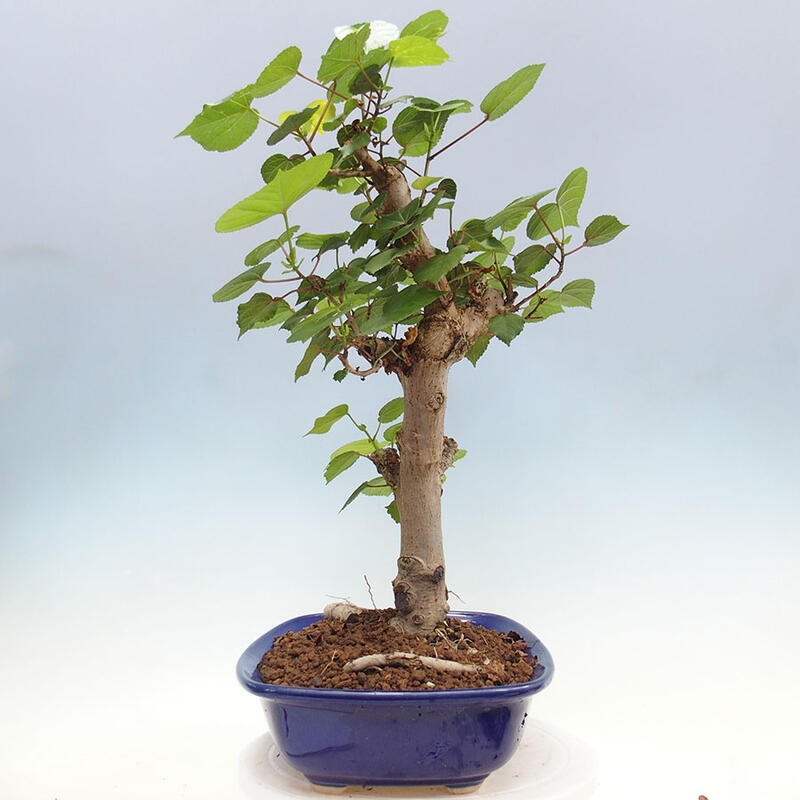 Szoba bonsai - Hibiscus tiliaceus - Sea Hibiscus + könyv SUISEKI Free