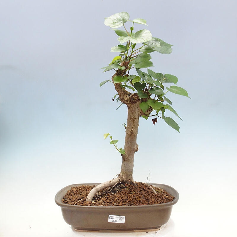Szoba bonsai - Hibiscus tiliaceus - Sea Hibiscus + könyv SUISEKI Free