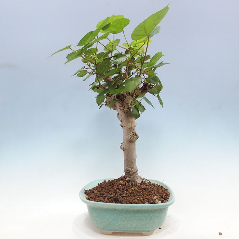 Szoba bonsai - Hibiscus tiliaceus - Sea Hibiscus + könyv SUISEKI Free
