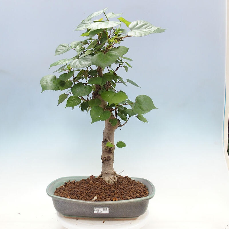 Szoba bonsai - Hibiscus tiliaceus - Sea Hibiscus + könyv SUISEKI Free