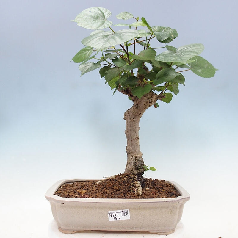 Szoba bonsai - Hibiscus tiliaceus - Sea Hibiscus + könyv SUISEKI Free