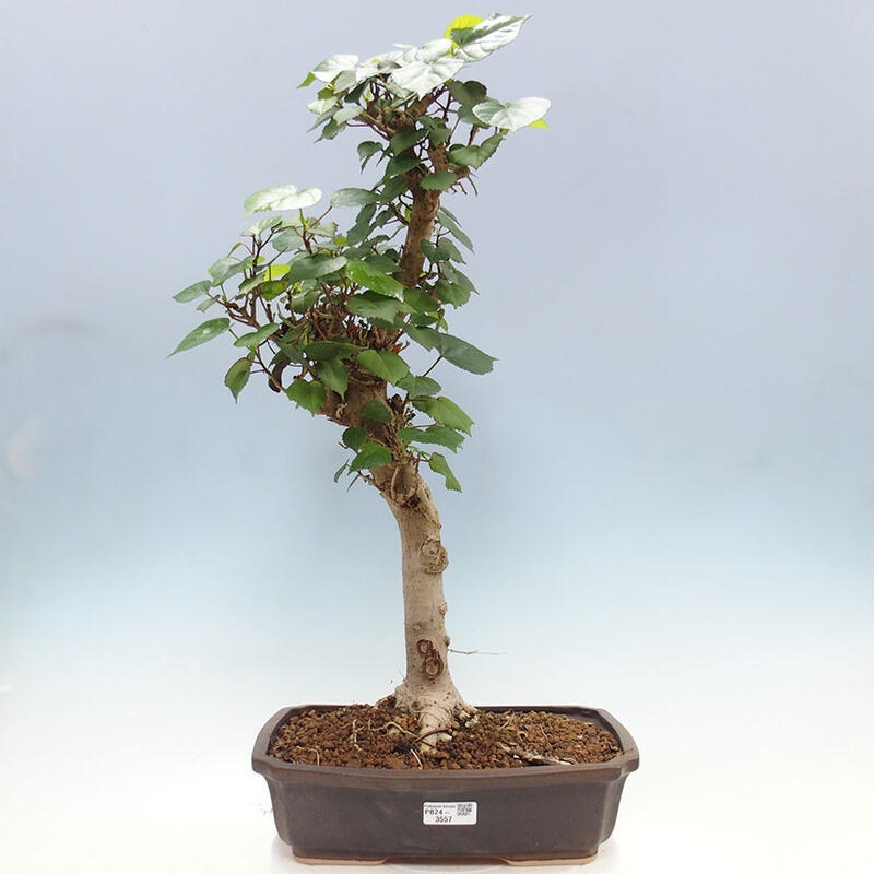 Szoba bonsai - Hibiscus tiliaceus - Sea Hibiscus + könyv SUISEKI Free