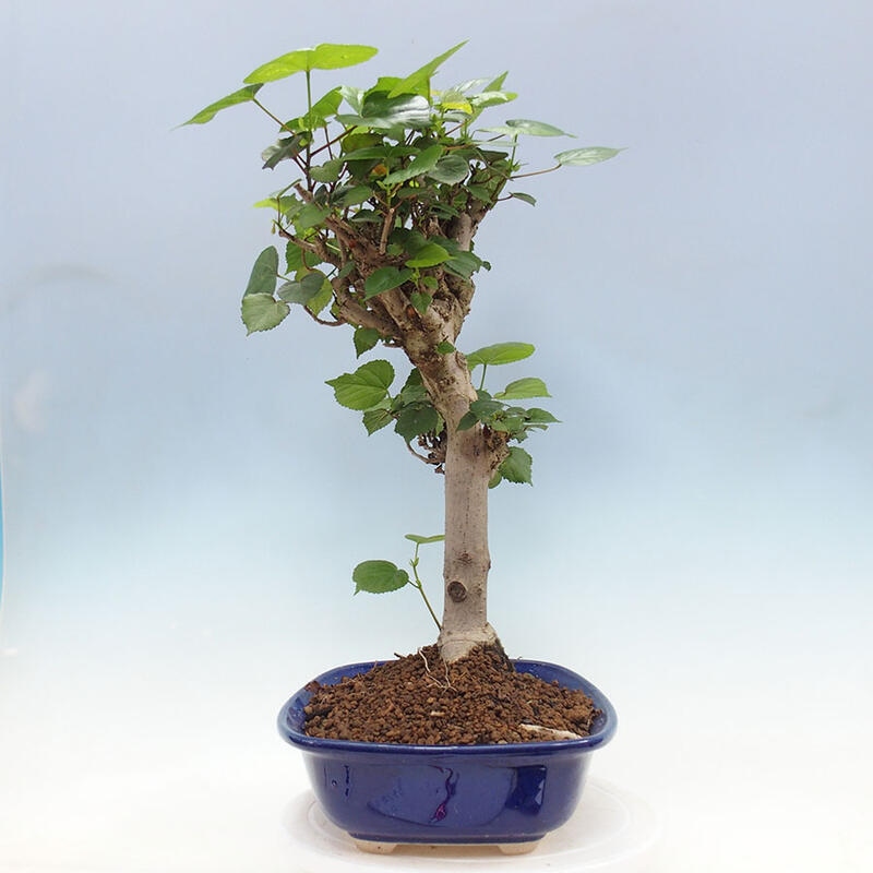 Szoba bonsai - Hibiscus tiliaceus - Sea Hibiscus + könyv SUISEKI Free