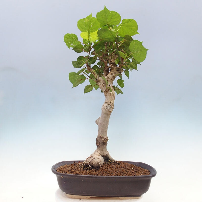 Szoba bonsai - Hibiscus tiliaceus - Sea Hibiscus + könyv SUISEKI Free