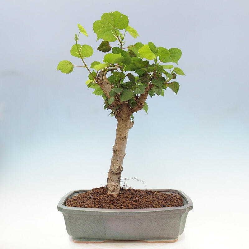 Szoba bonsai - Hibiscus tiliaceus - Sea Hibiscus + könyv SUISEKI Free