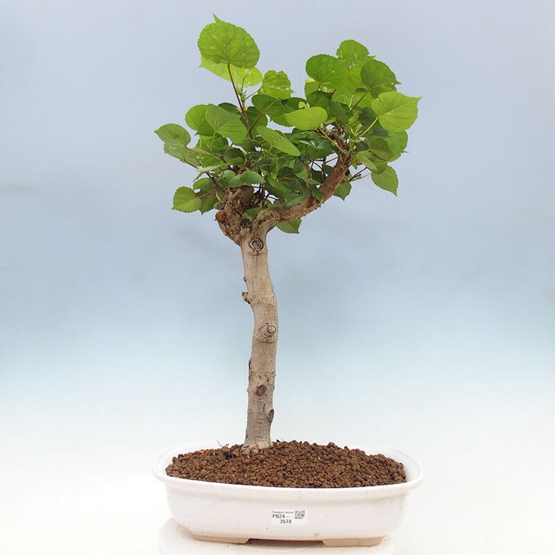 Szoba bonsai - Hibiscus tiliaceus - Sea Hibiscus + könyv SUISEKI Free