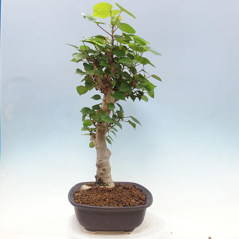 Szoba bonsai - Hibiscus tiliaceus - Sea Hibiscus + könyv SUISEKI Free