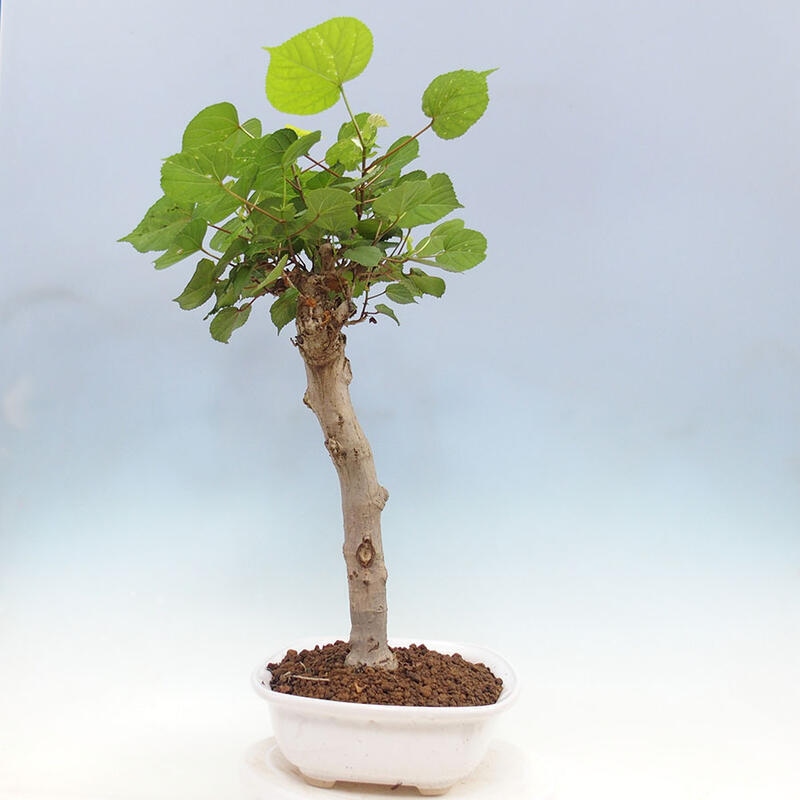 Szoba bonsai - Hibiscus tiliaceus - Sea Hibiscus + könyv SUISEKI Free