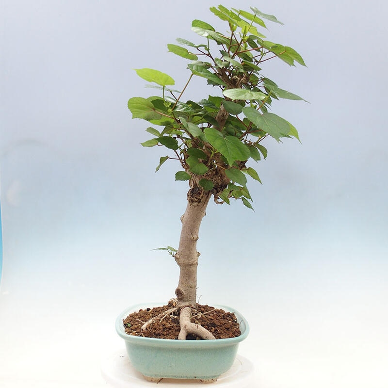Szoba bonsai - Hibiscus tiliaceus - Sea Hibiscus + könyv SUISEKI Free