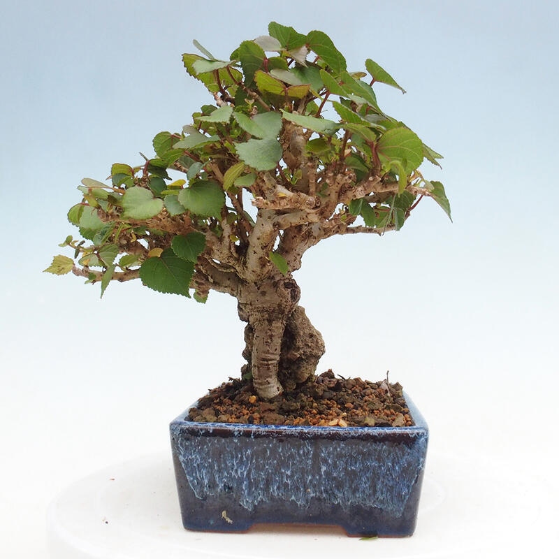 Beltéri bonsai - Hibiscus tiliaceus - tengeri hibiszkusz
