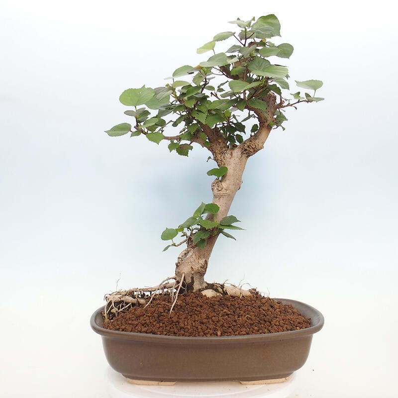 Beltéri bonsai - Hibiscus tiliaceus - tengeri hibiszkusz