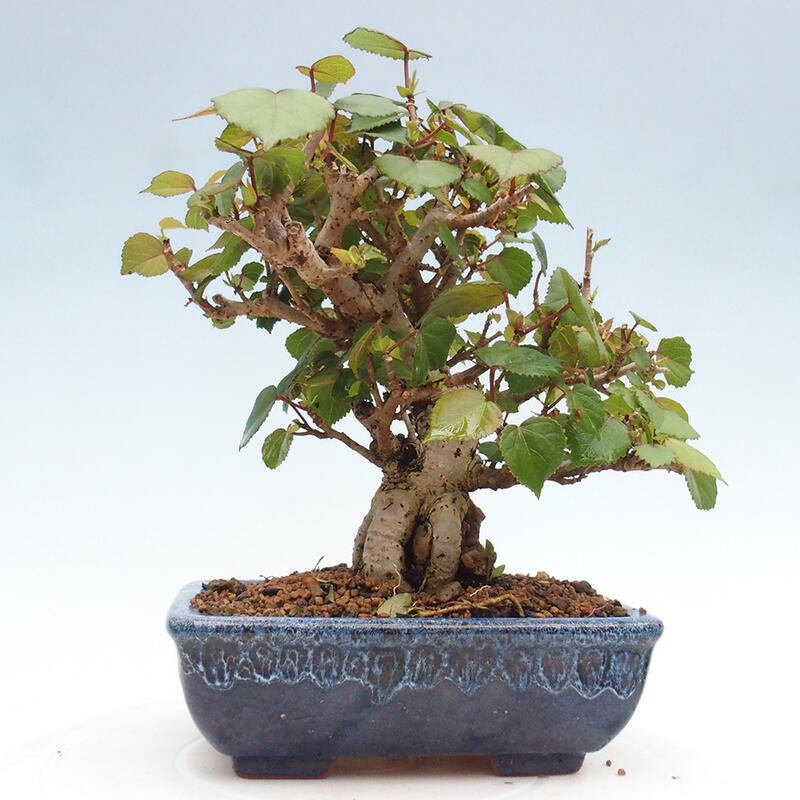Beltéri bonsai - Hibiscus tiliaceus - tengeri hibiszkusz