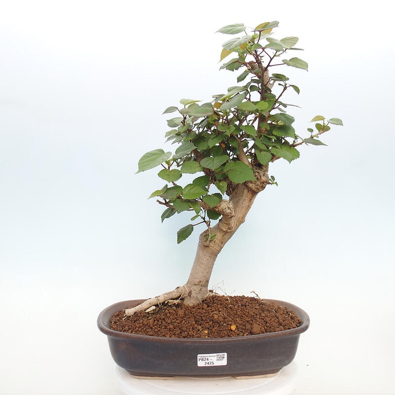 Beltéri bonsai - Hibiscus tiliaceus - tengeri hibiszkusz