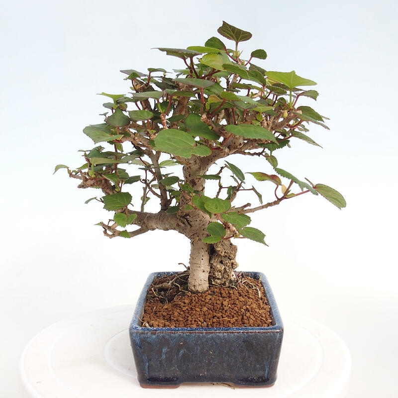 Beltéri bonsai - Hibiscus tiliaceus - tengeri hibiszkusz
