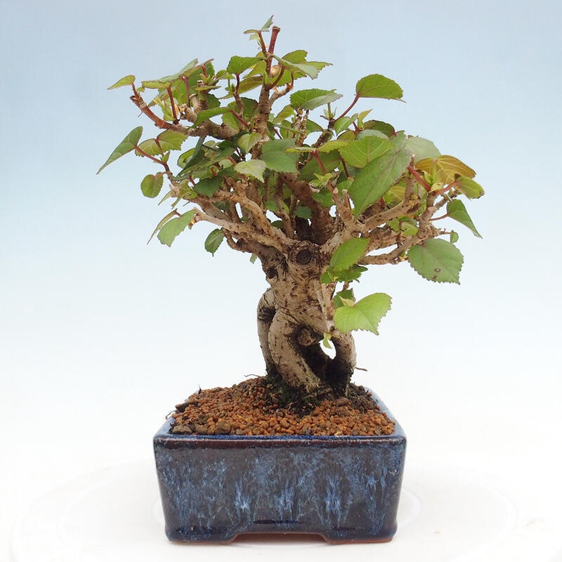 Beltéri bonsai - Hibiscus tiliaceus - tengeri hibiszkusz
