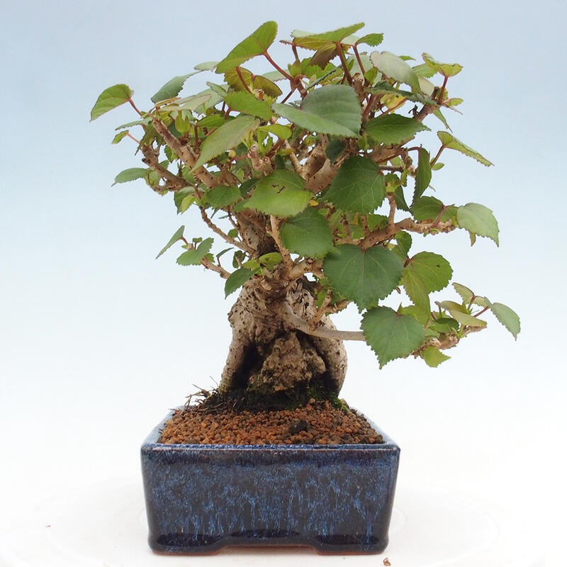 Beltéri bonsai - Hibiscus tiliaceus - tengeri hibiszkusz
