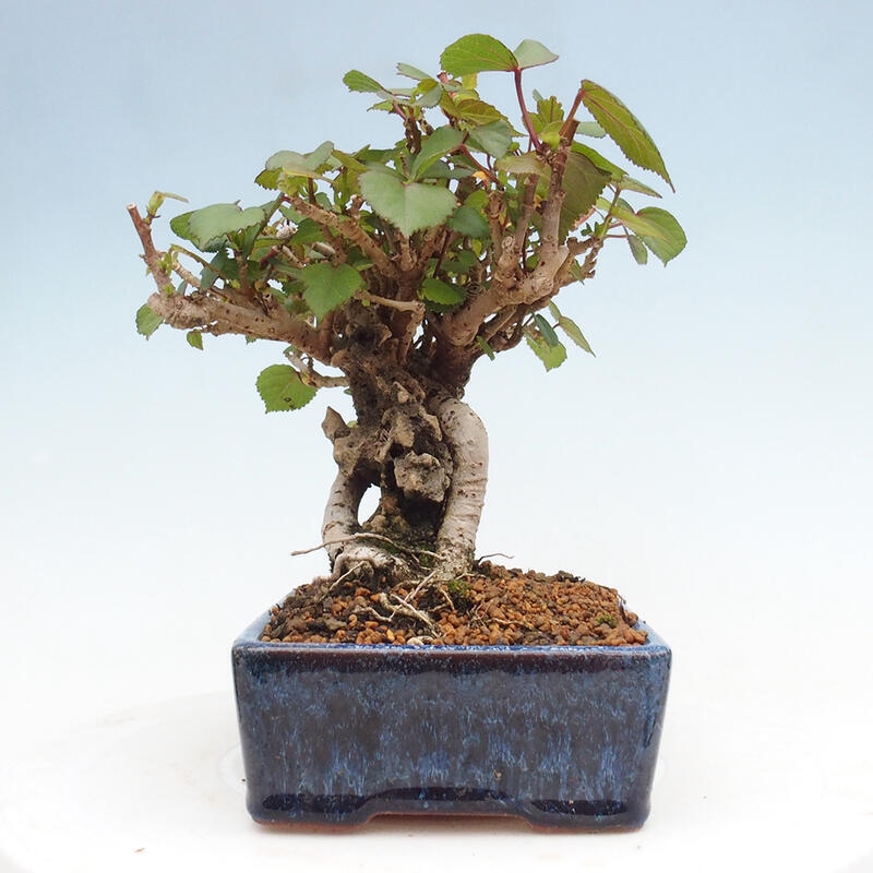 Beltéri bonsai - Hibiscus tiliaceus - tengeri hibiszkusz