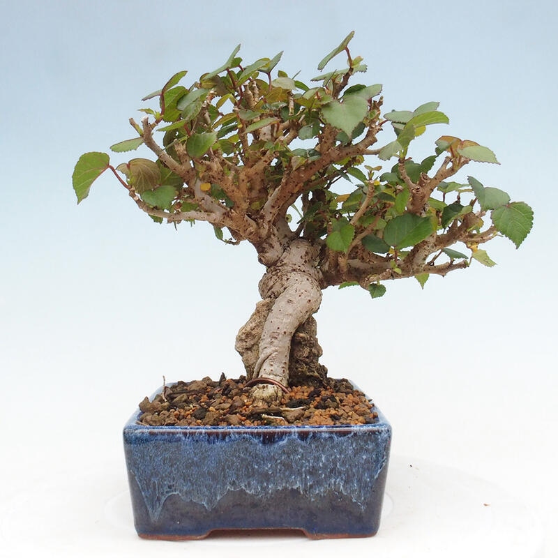 Beltéri bonsai - Hibiscus tiliaceus - tengeri hibiszkusz