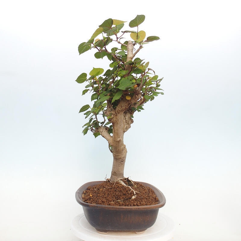 Beltéri bonsai - Hibiscus tiliaceus - tengeri hibiszkusz
