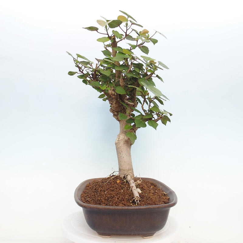 Beltéri bonsai - Hibiscus tiliaceus - tengeri hibiszkusz