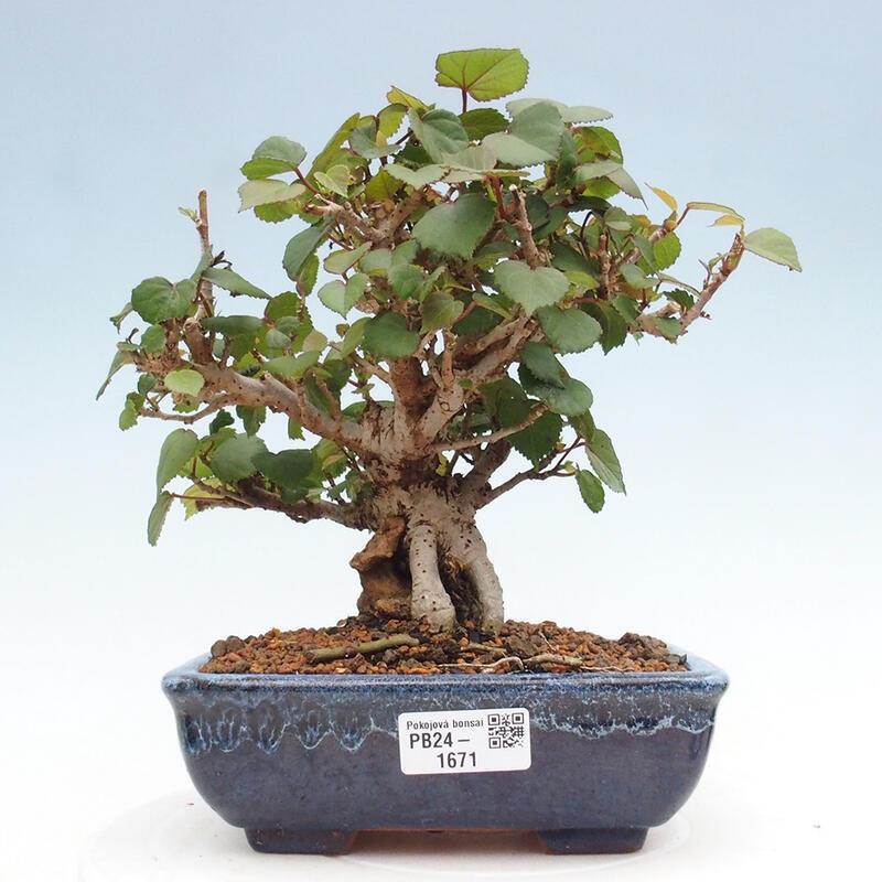 Beltéri bonsai - Hibiscus tiliaceus - tengeri hibiszkusz