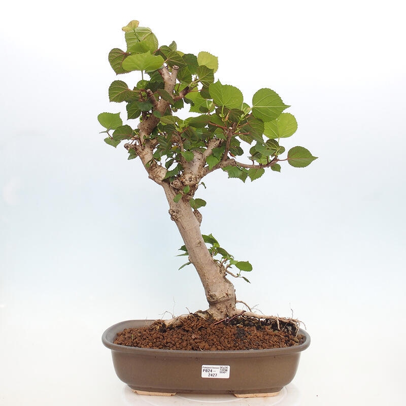 Beltéri bonsai - Hibiscus tiliaceus - tengeri hibiszkusz
