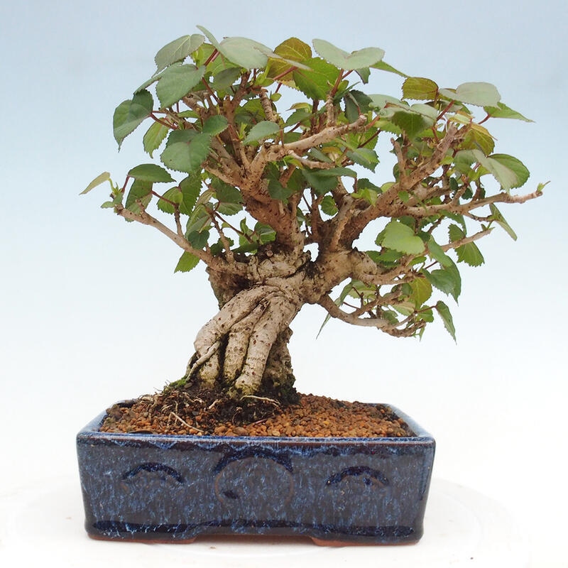 Beltéri bonsai - Hibiscus tiliaceus - tengeri hibiszkusz