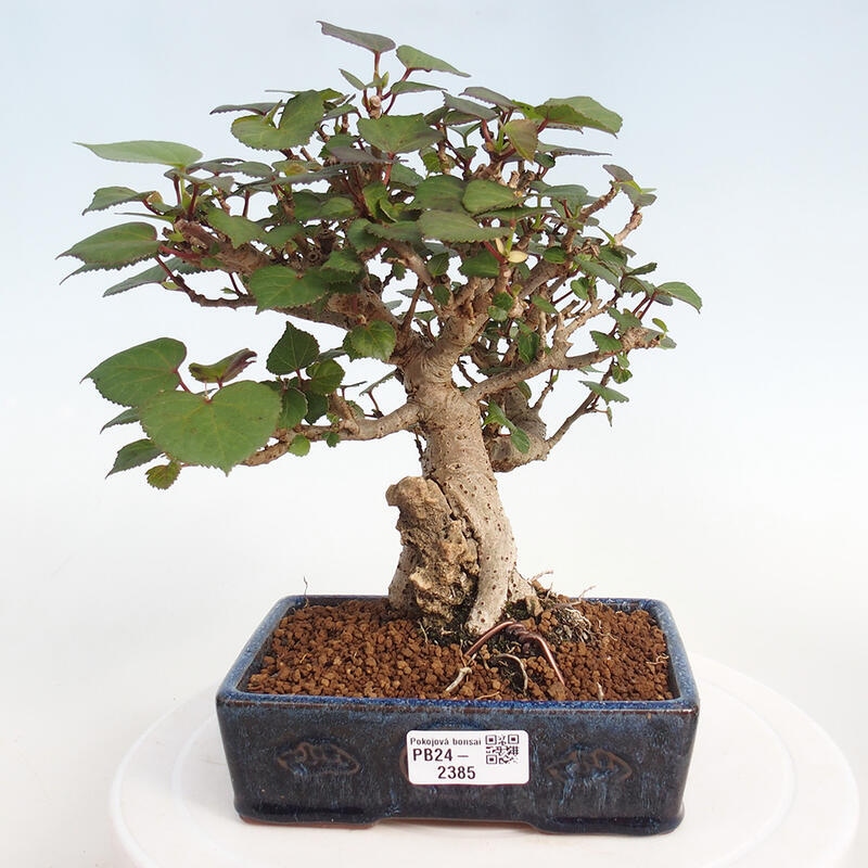 Beltéri bonsai - Hibiscus tiliaceus - tengeri hibiszkusz