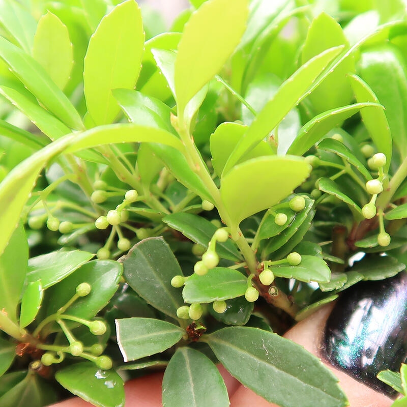 Szobai bonsai - Ilex crenata - Holly