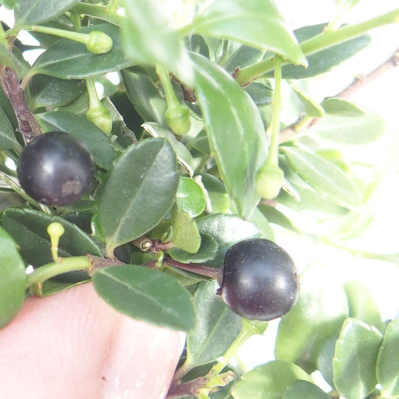 Kokedama alátéttel – Ilex crenata – Magyal
