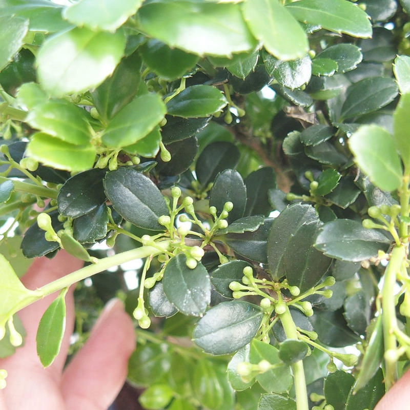 Kokedama alátéttel – Ilex crenata – Magyal