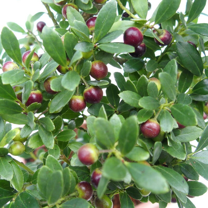 Szobai bonsai - Ilex crenata - Holly