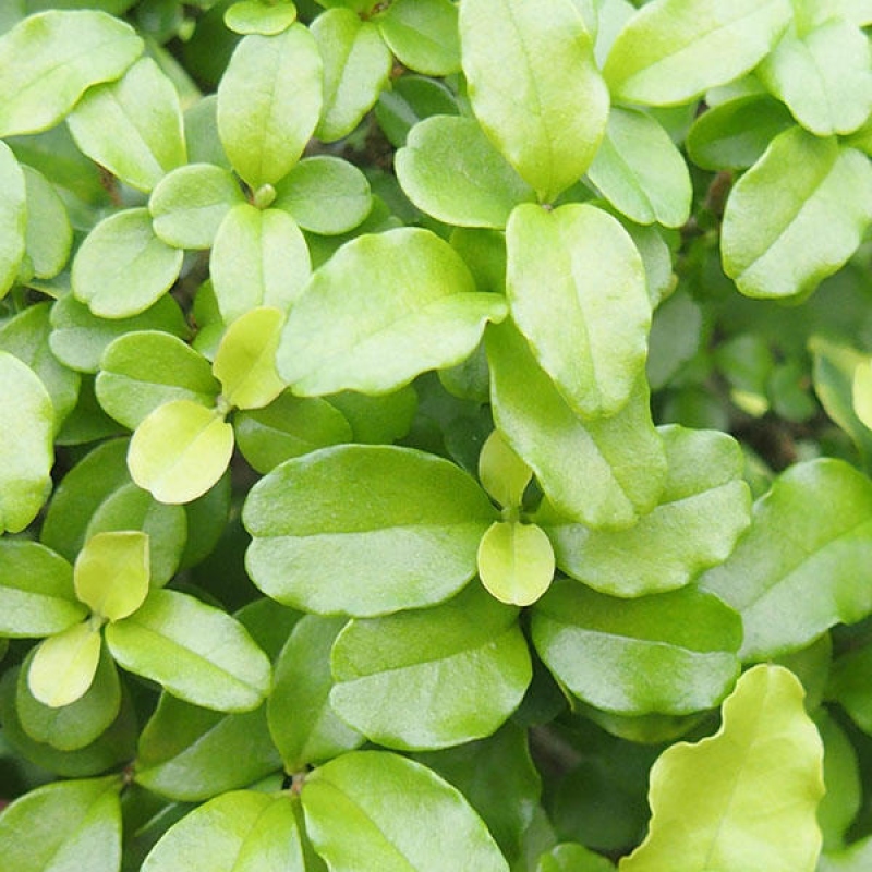 Szobai bonsai -Ligustrum retusa - kislevelű madárcsőrű