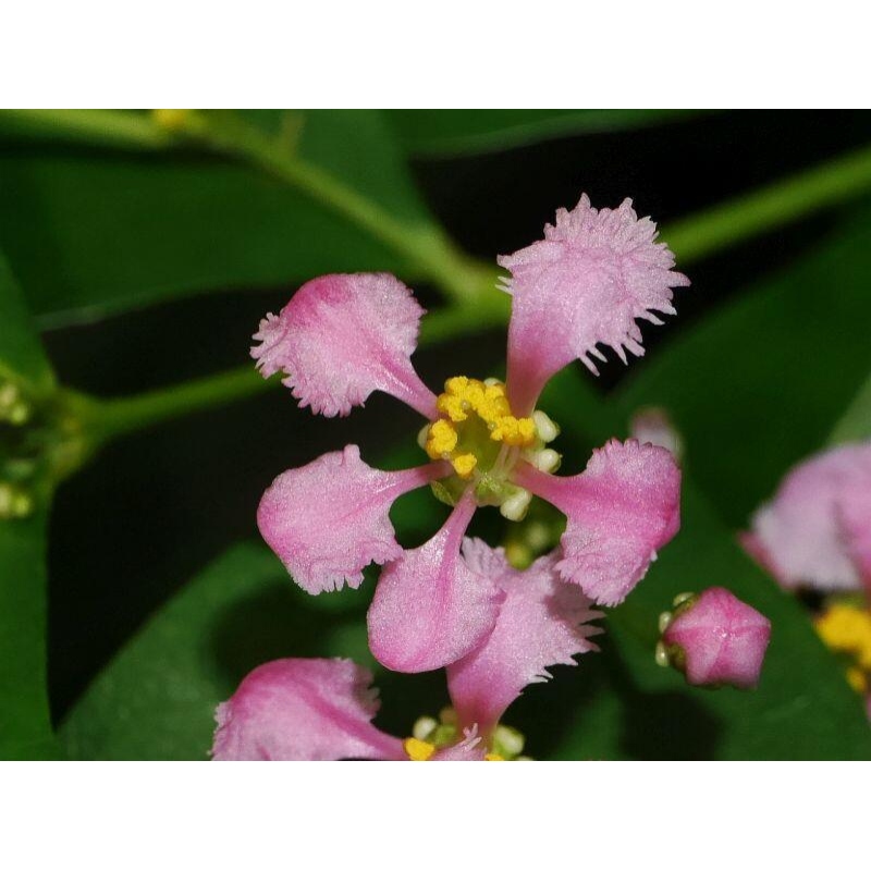 Szobabonsai – barbadosi cseresznye (Malpighia glabra) 
