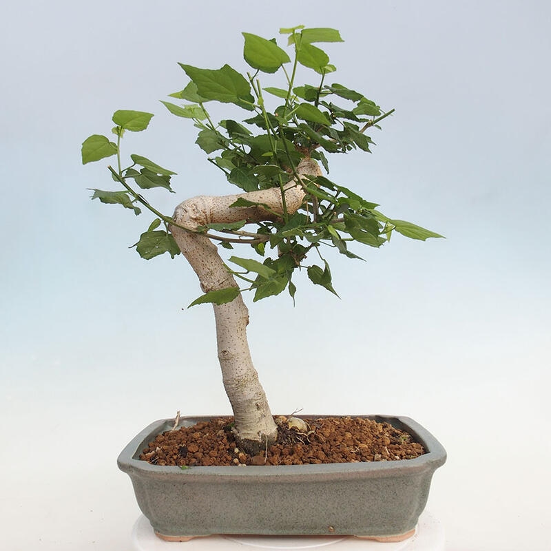 Beltéri bonsai - Malvaviscus arboreus