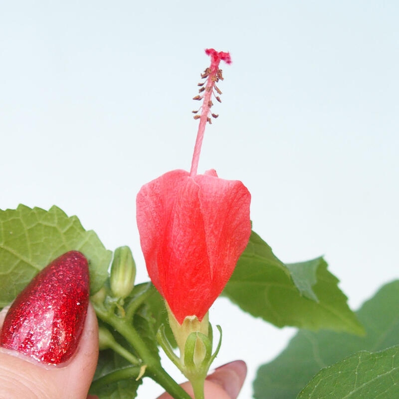 Beltéri bonsai - Malvaviscus arboreus