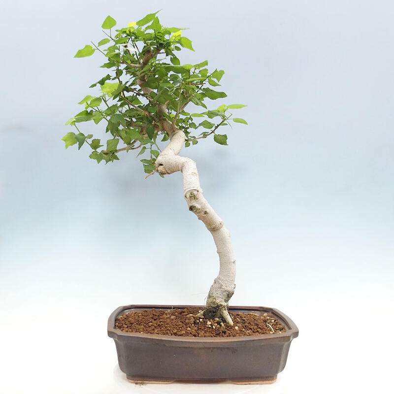 Beltéri bonsai - Malvaviscus arboreus + könyv SUISEKI Ingyenes