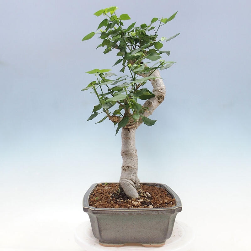 Beltéri bonsai - Malvaviscus arboreus + könyv SUISEKI Ingyenes